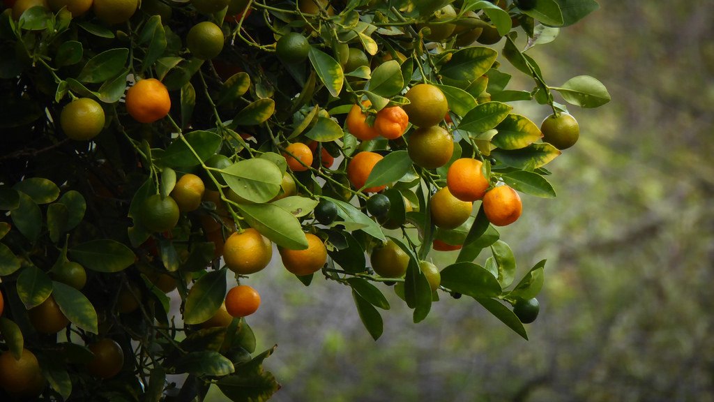 ������Ϸ(�й�)-�ٷ���վ