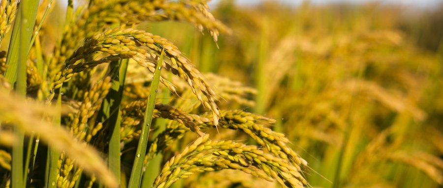 ������Ϸ(�й�)-�ٷ���վ